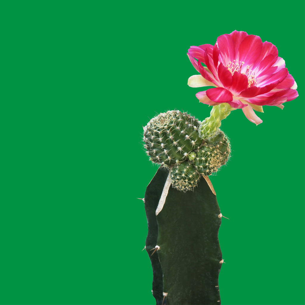 NO. 1105 Fragrance Oil for Cold Air Diffusers - Inspired by: Cactus Blossom by Bath & Body Works