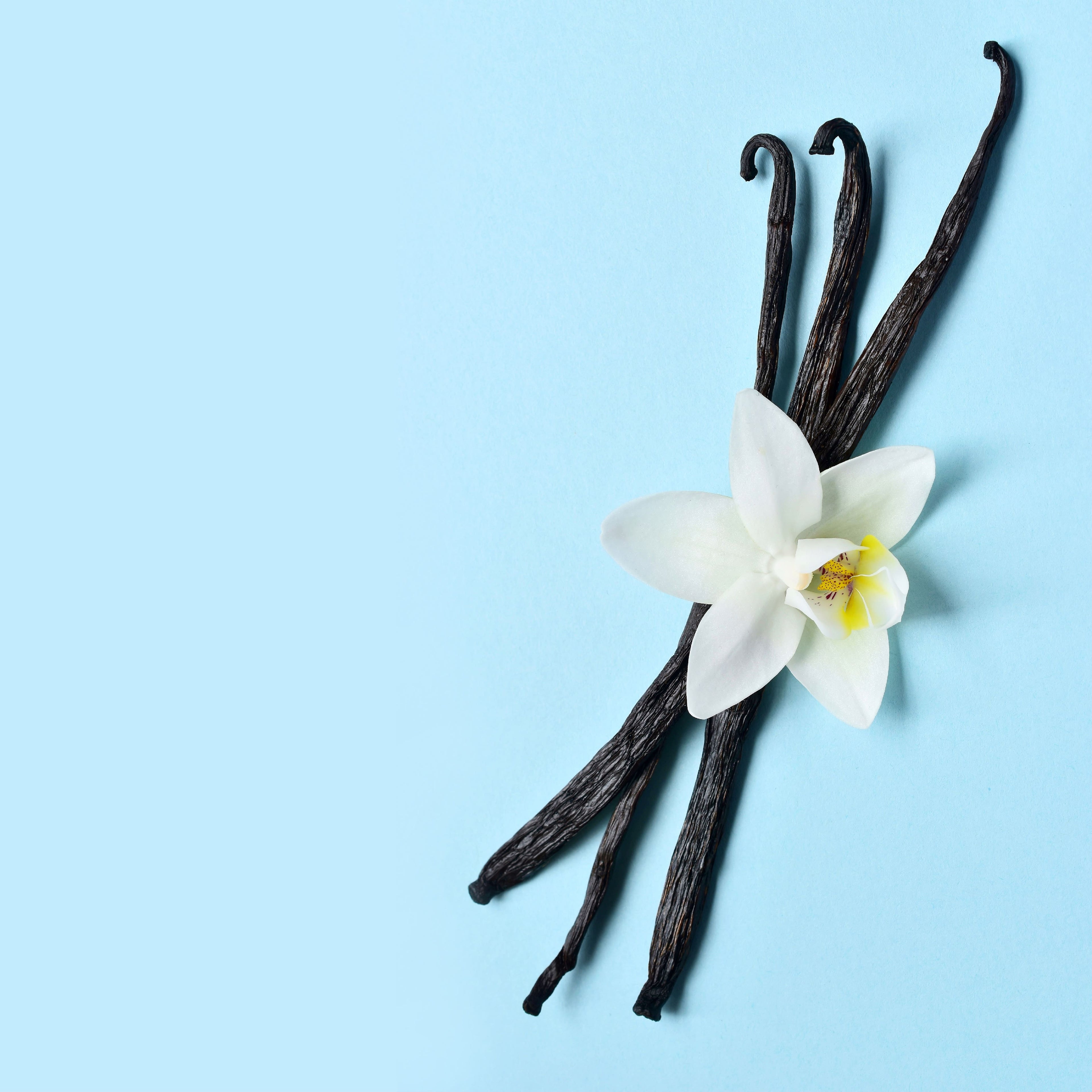 NO. 1113 Fragrance Oil for Cold Air Diffusers - Inspired by: Iced Vanilla Woods by Bath & Body Works