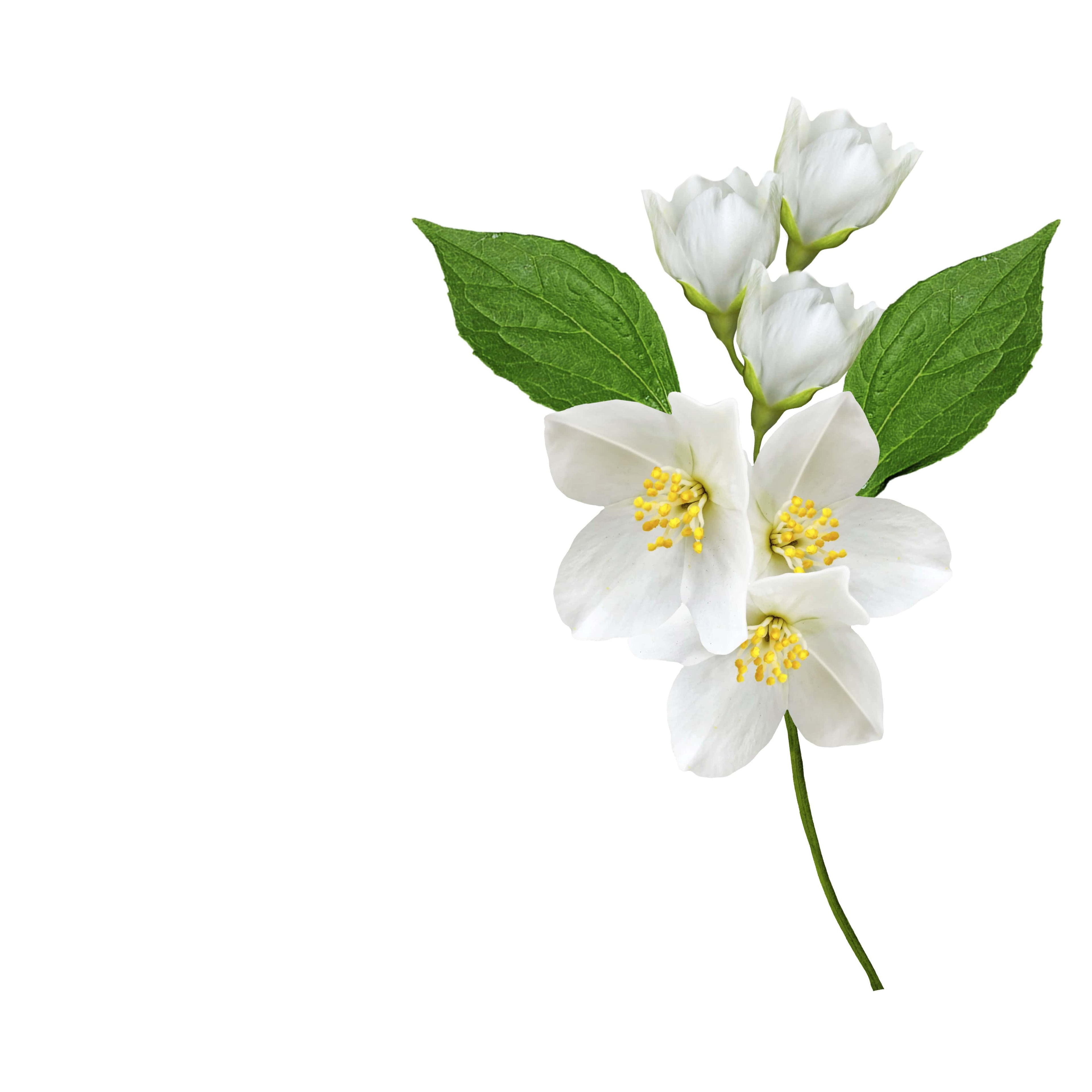 NO. 44 Fragrance Oil for Cold Air Diffusers - Jasmine