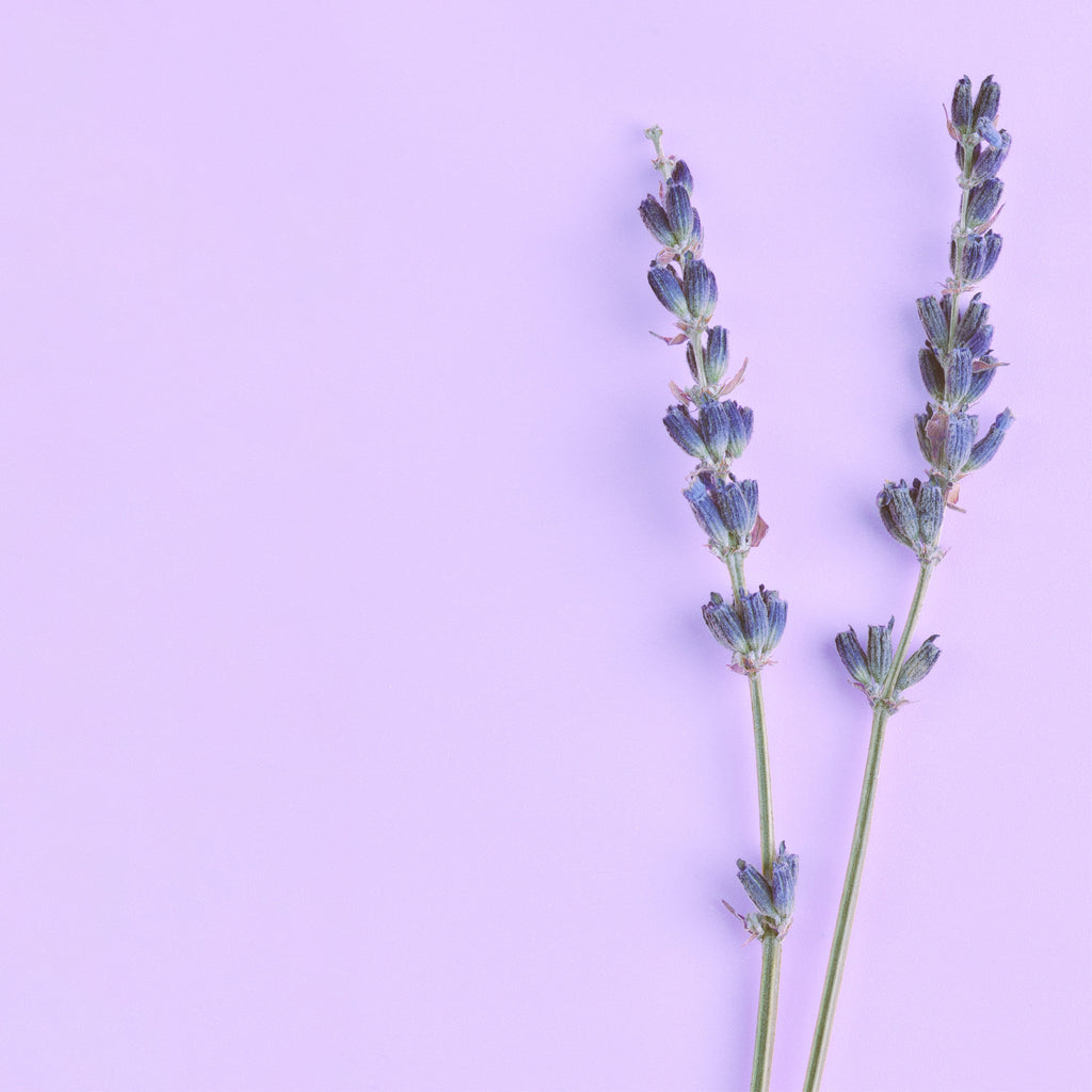 NO. 46 Fragrance Oil for Cold Air Diffusers - Lavender