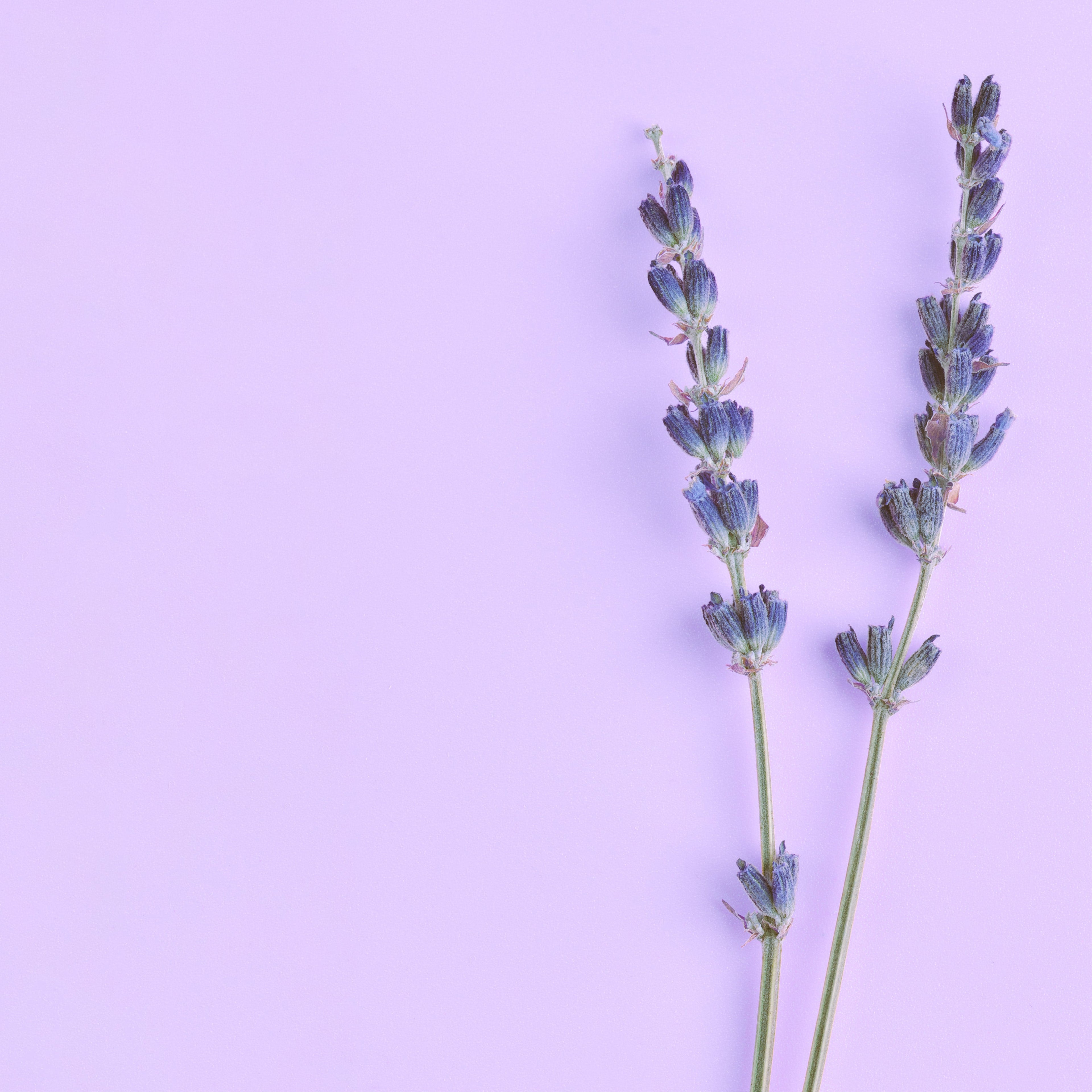 NO. 46 Fragrance Oil for Cold Air Diffusers - Lavender