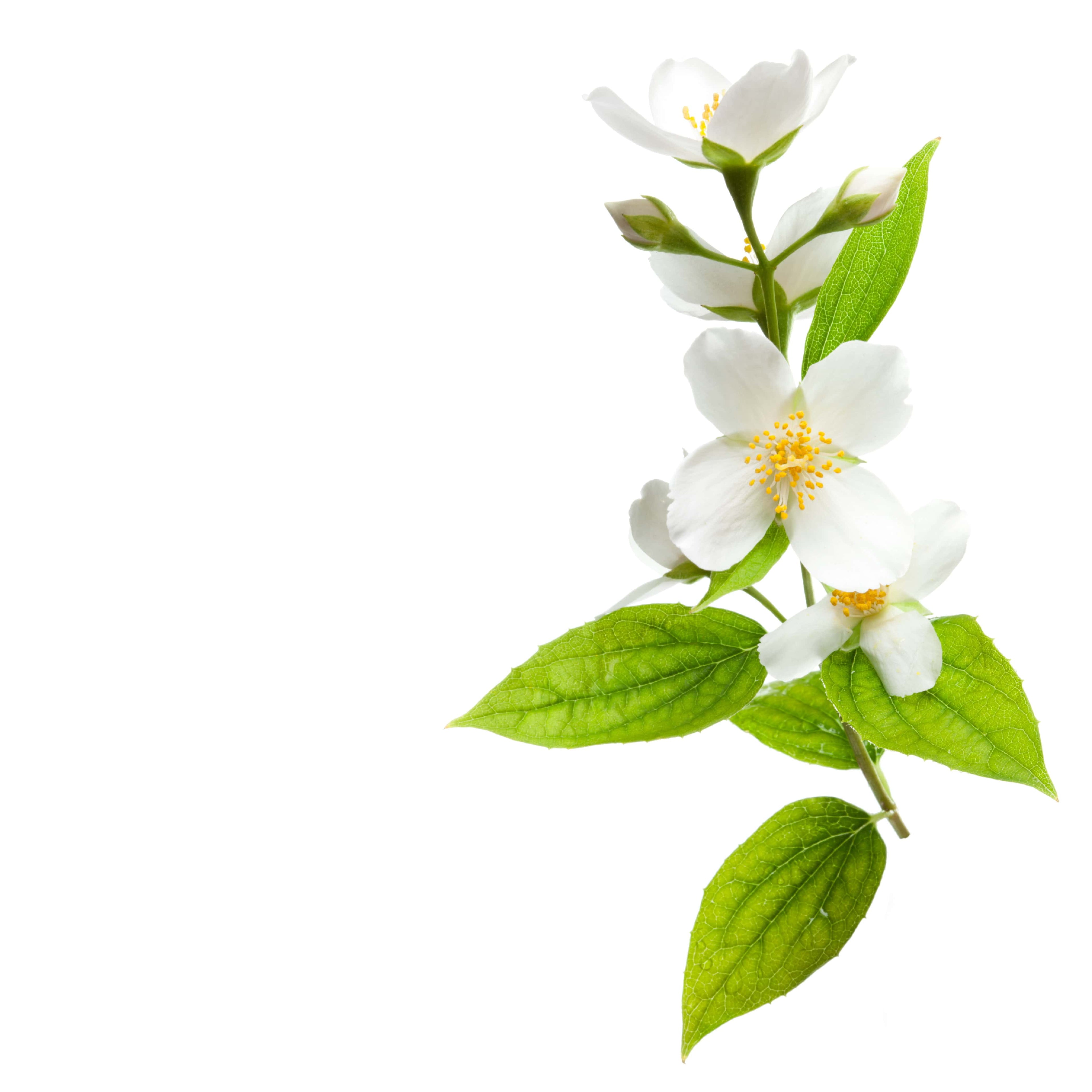 NO. 72 Fragrance Oil for Cold Air Diffusers - White Tea