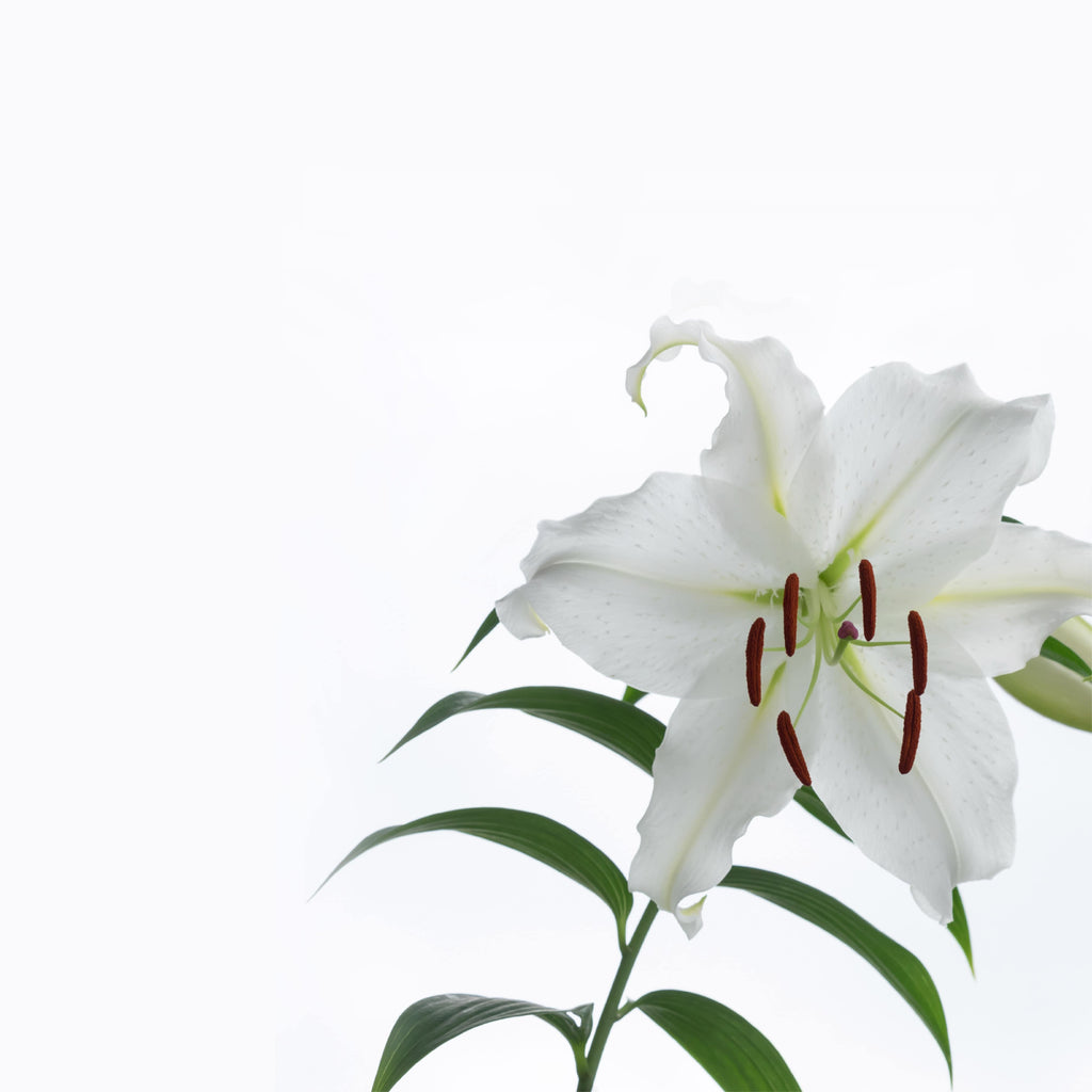 NO. 1106 Fragrance Oil for Cold Air Diffusers - Inspired by: Casablanca Lily by Bath & Body Works