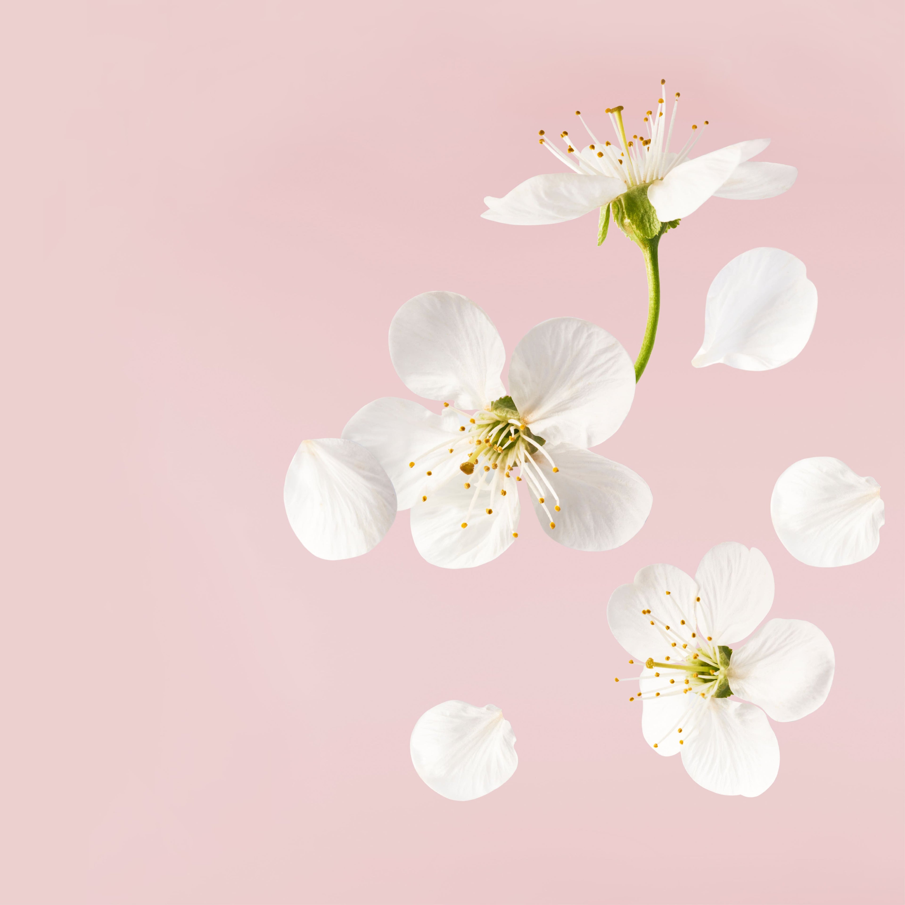 NO. 1108 Fragrance Oil for Cold Air Diffusers - Inspired by: Cherry Blossom by Bath & Body Works