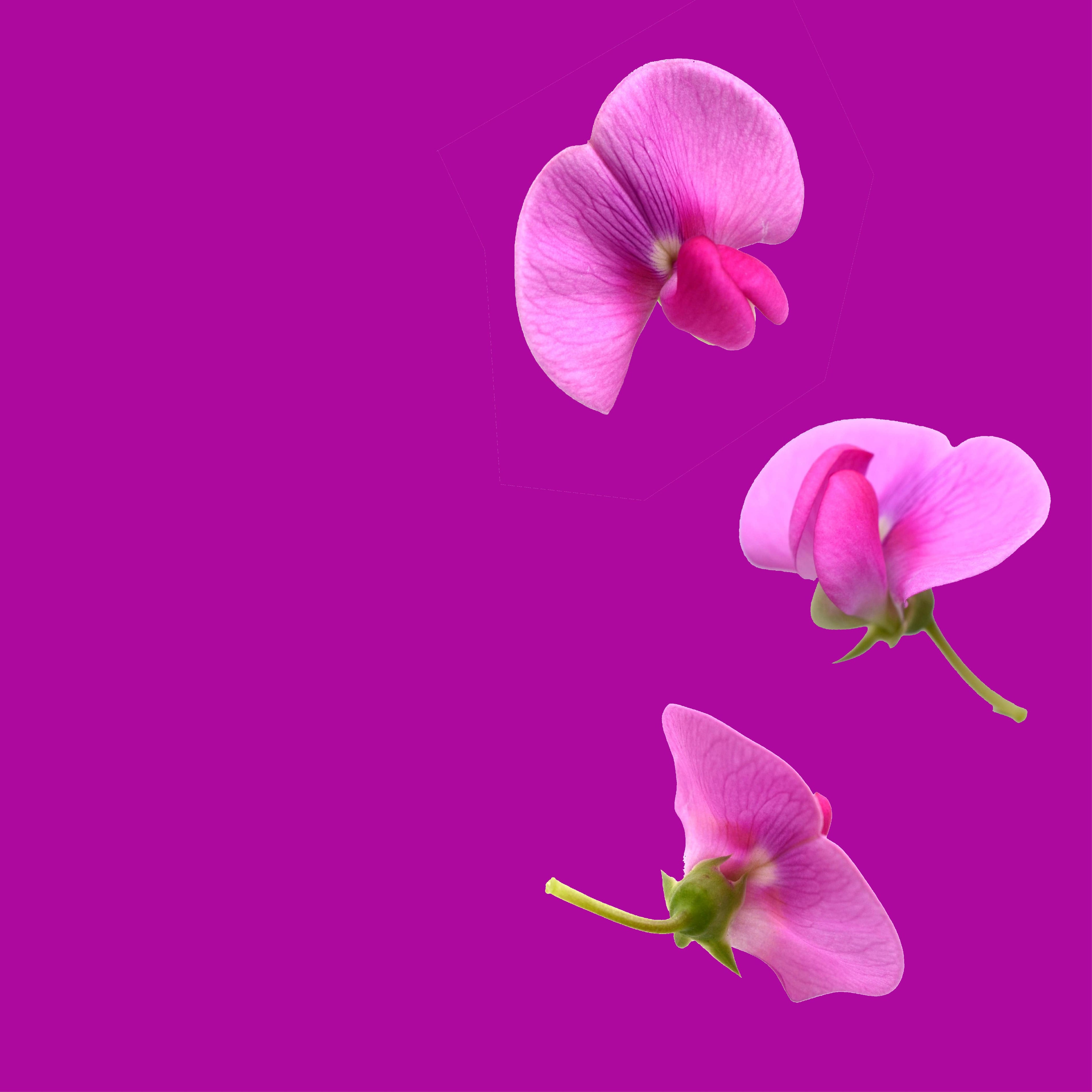 NO. 37 Fragrance Oil for Cold Air Diffusers - Garden Sweet Pea