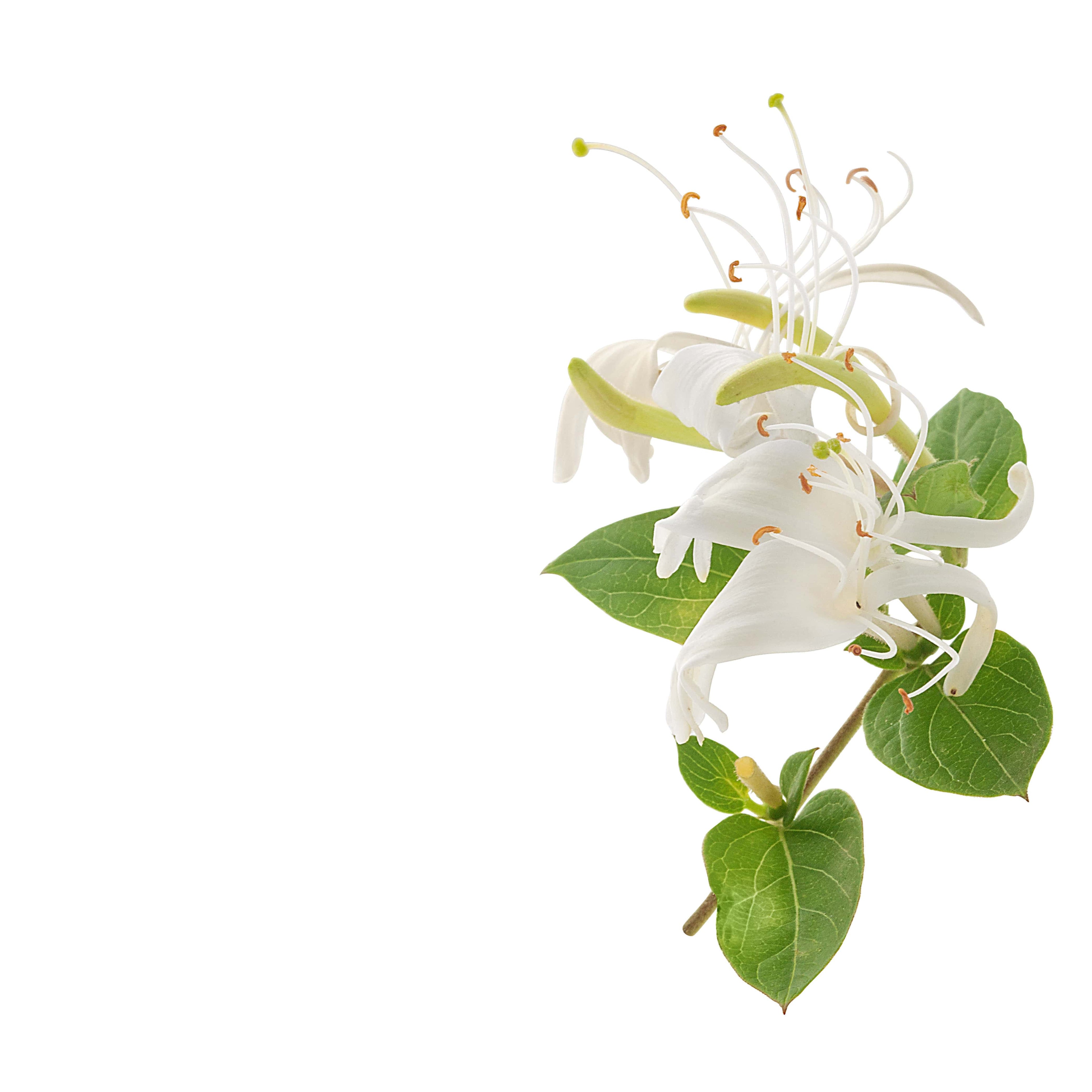 NO. 42 Fragrance Oil for Cold Air Diffusers - Honeysuckle