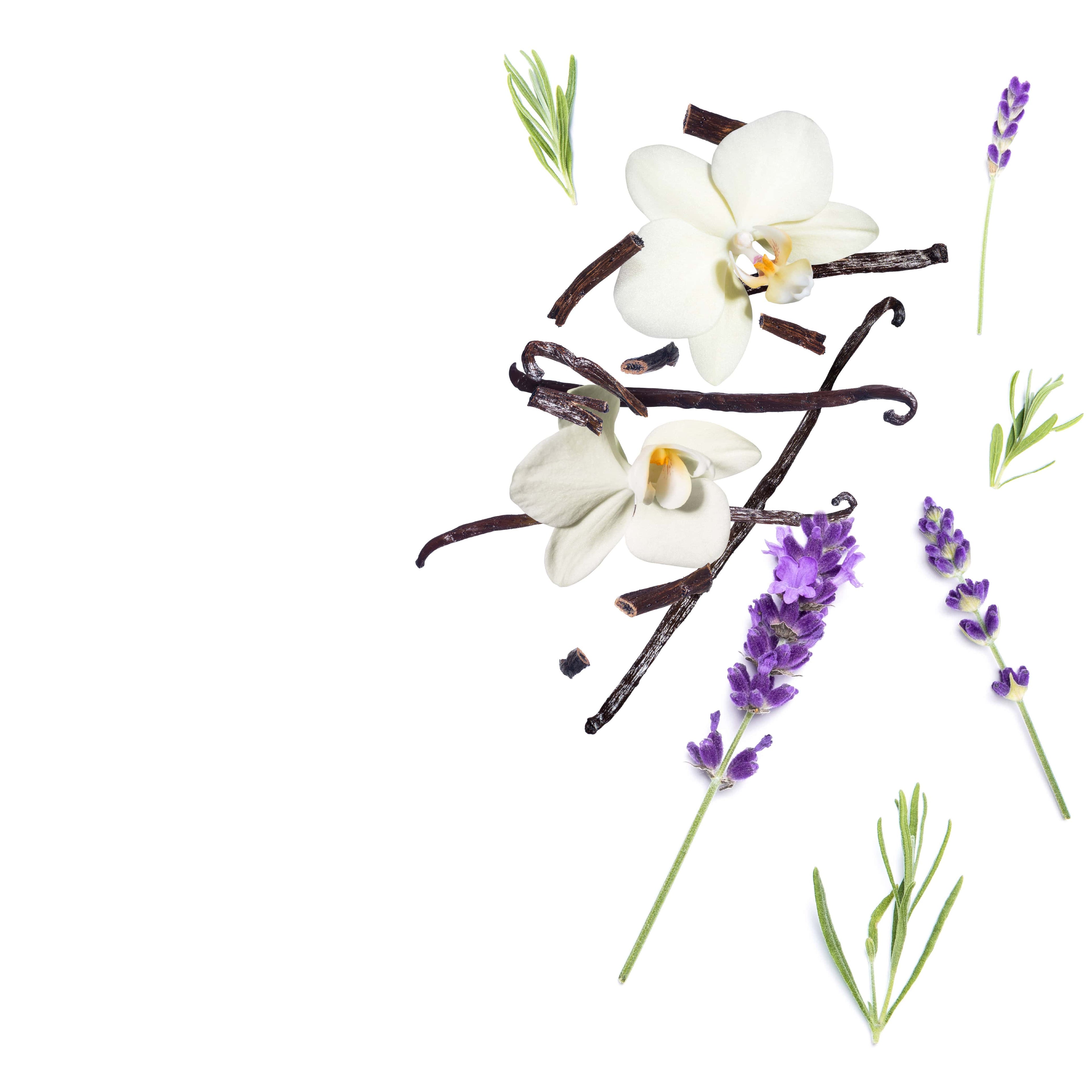 NO. 47 Fragrance Oil for Cold Air Diffusers - Lavender Vanilla