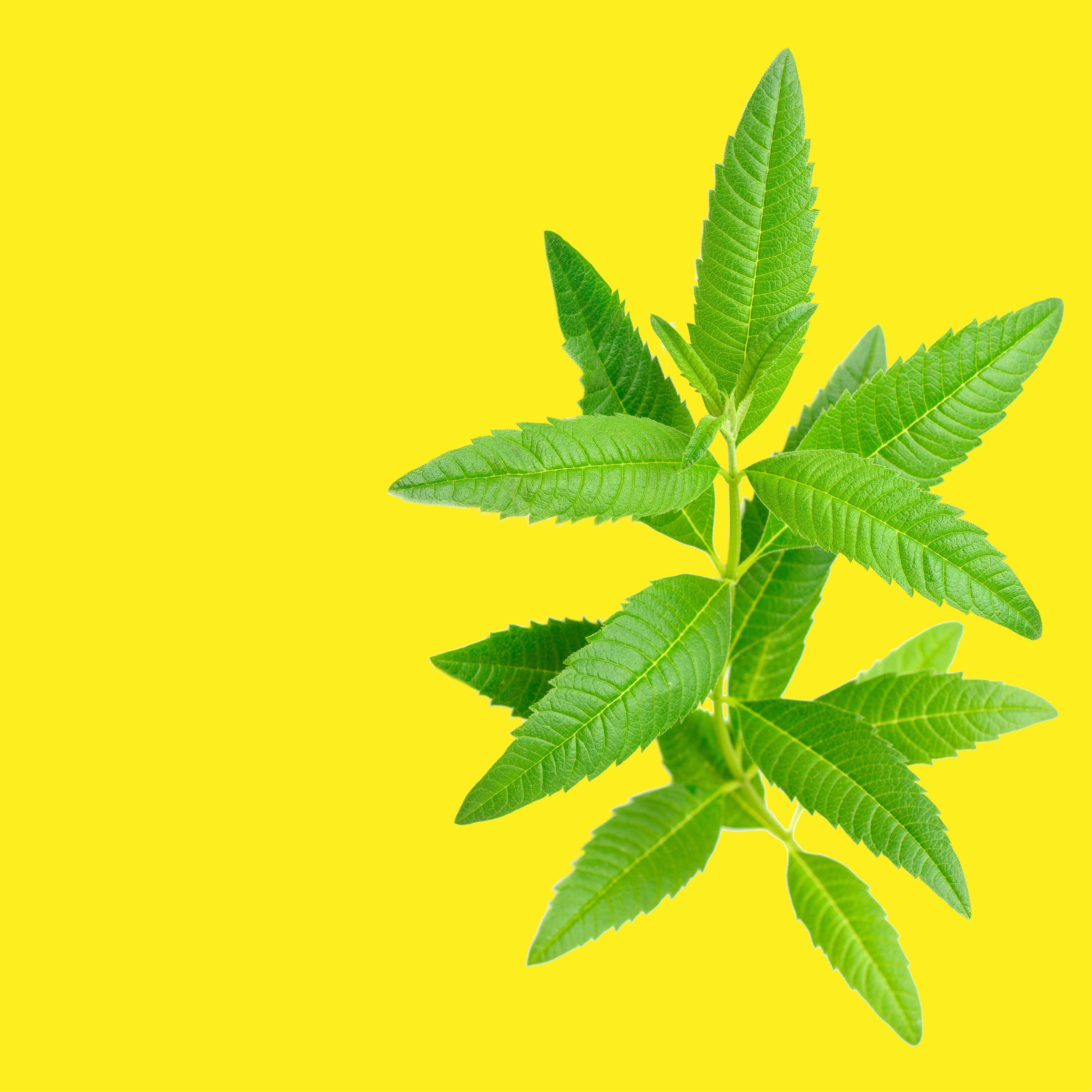 NO. 48 Fragrance Oil for Cold Air Diffusers - Lemon Verbena
